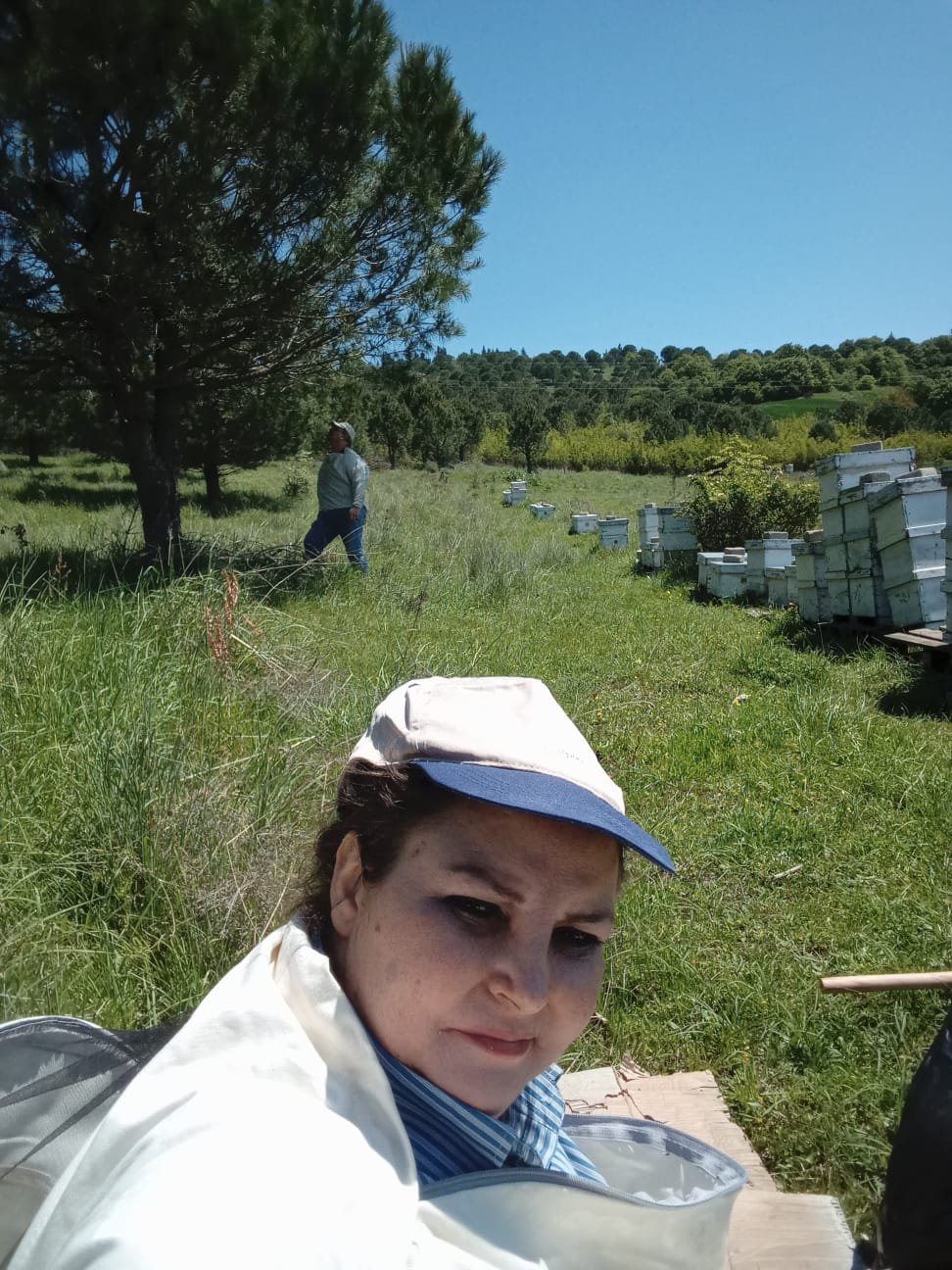 Arılık - Kovan bakımı